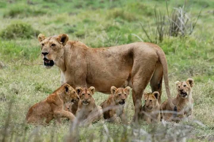 Maasai Mara